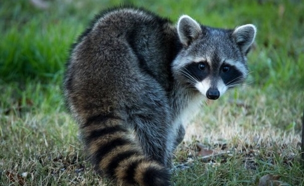 Не надо есть после шести. Енот-диверсант решил пробраться в танк, но застрял