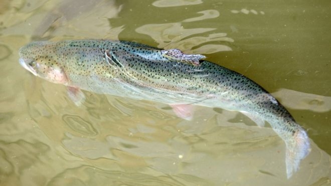 Власть Дании пытается вернуть “в загон” 80 тыс. штук радужной форели, случайно вырвавшейся на волю