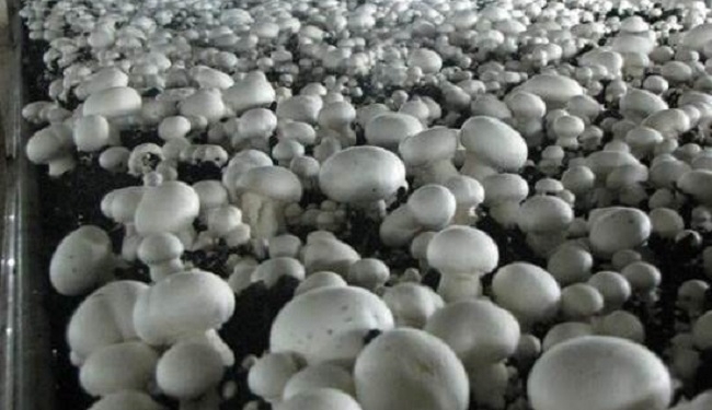 Грибы в подвале. Переселенцы из Донецка не стали ждать милости от государства – наладили свой бизнес