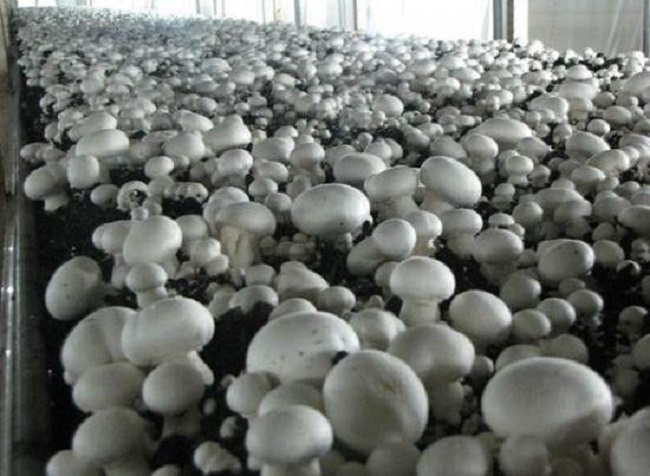 В Херсонской области 5 человек отравились консервированными грибами 1