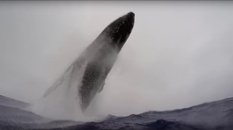 Экскурсия удалась: горбатый кит выпрыгнул из воды прямо перед носом катера с туристами 1