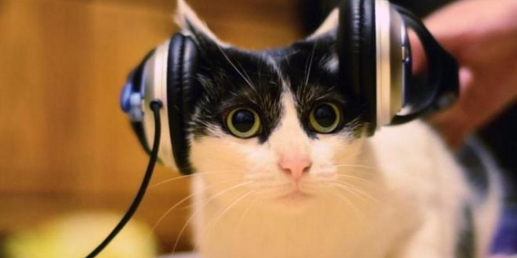 Вышел первый музыкальный альбом для кошек