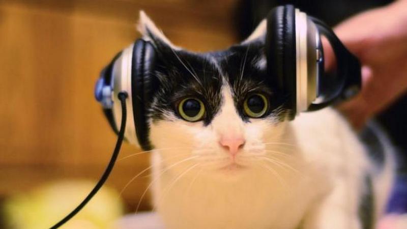 Вышел первый музыкальный альбом для кошек 1