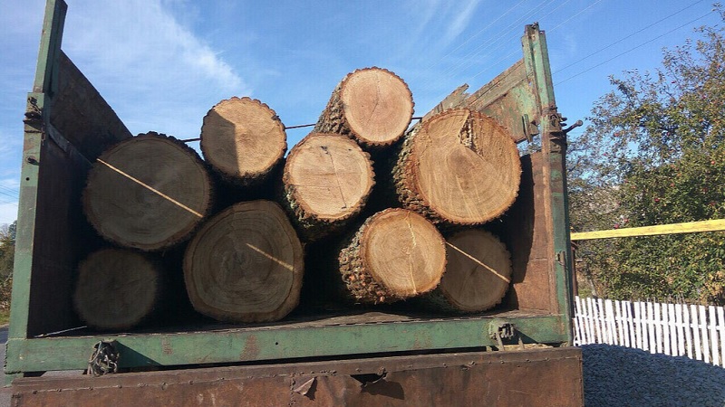 Украина подготовила законопроект об отмене экспорта леса – взамен ЕС предоставит транш в 600 млн. евро 1
