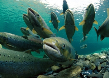 Пес-рыболов. Пока хозяин разматывал удочки, его собака поймала огромного лосося