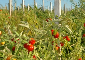 Рекордный урожай томатов гниёт на полях Херсонской области