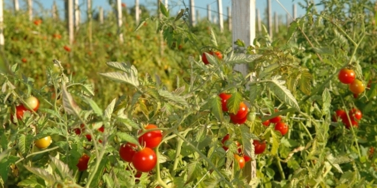 Рекордный урожай томатов гниёт на полях Херсонской области