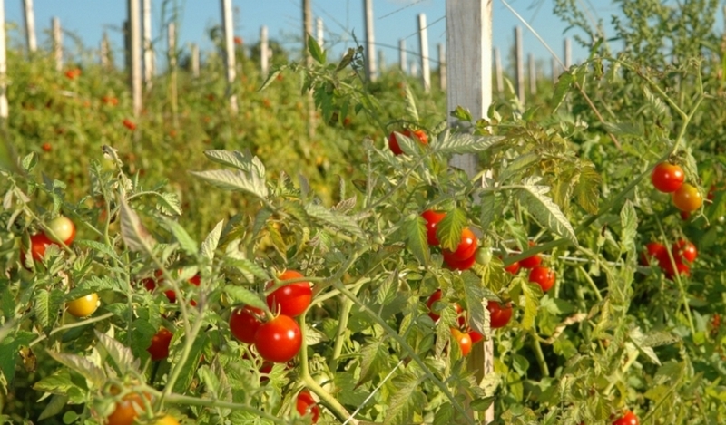 Рекордный урожай томатов гниёт на полях Херсонской области 1