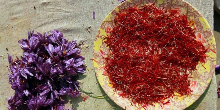 Первый в Украине урожай шафрана собрали херсонские фермеры: заработали 2 тысячи евро за килограмм пряности