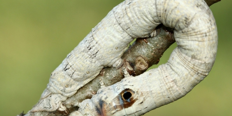 Накормленные графеном гусеницы дали сверхпрочный шелк