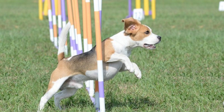 Во Львове состоялись первые украинские соревнования по аджилити
