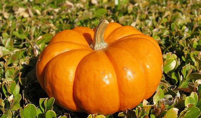 Зважені та щасливі. Фермер из Бельгии вырастил тыкву весом больше тонны