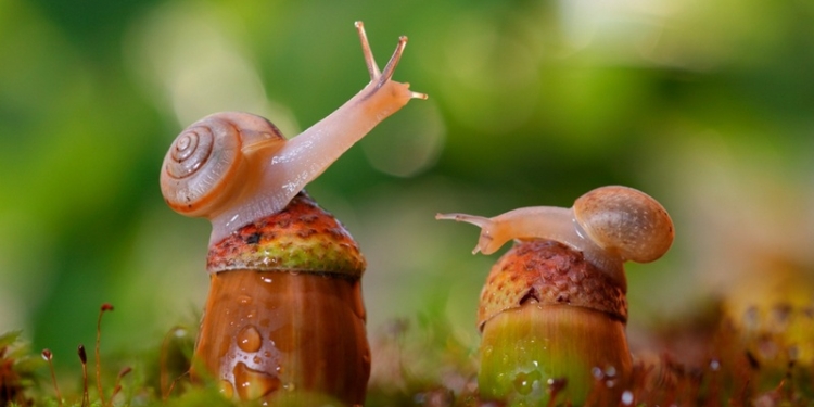 Американские учёные решили, что улиток будут готовить к эвтаназии пивом