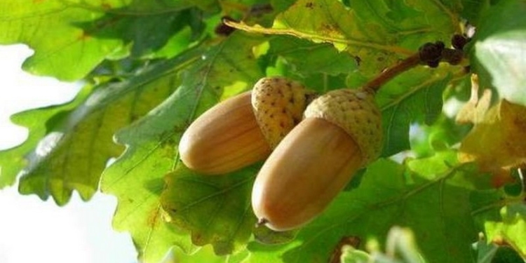 В Доманевском районе неизвестные срубили 78 дубов