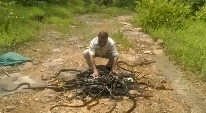 Змеелов. В Индии за раз выпустили 286 змей