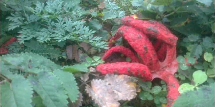 В Карпатах нашли “пальцы дьявола” – редкий гриб, попавший к нам из Австралии