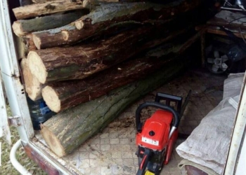 «Все вокруг народное, все вокруг мое?»: в урочище в Корабельном районе Николаева мужчина пилил деревья