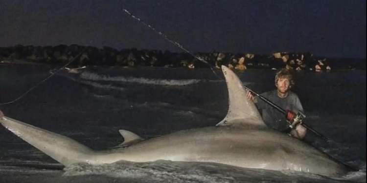 Это рекорд: рыбаки из Австралии поймали огромную акулу-молот на удочку