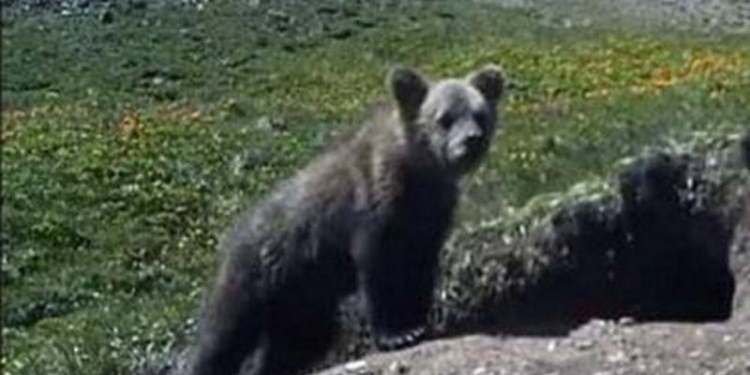 На пороге сенсации? Сайлюгемского медведя вот уже как 30 лет считали вымершим