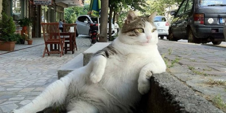 Совесть замучила? Укравшие памятник коту в Стамбуле вернули его на место