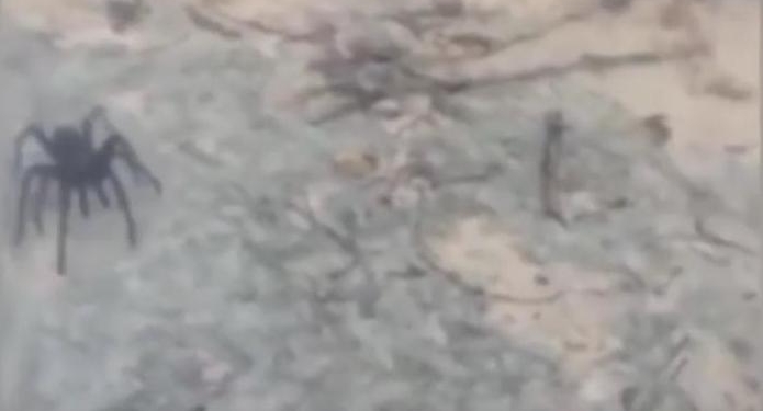 Лучше б у них не ломалась машина: в Доминикане на британцев из джунглей вышел паук размером с черепаху