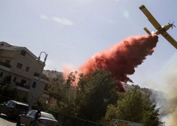 Новых очагов возгорания нет: в Израиле справились с лесными пожарами