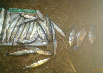 Ни стыда, ни совести: на Николаевщине браконьеры острогой добывают «щучьих детей»