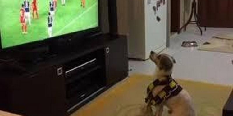 Он действительно смотрит футбол и «болеет»: у «Фенербахче» есть четвероногий фанат