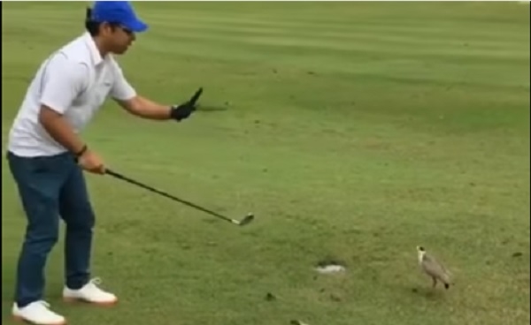 А похоже. Птицы сорвали турнир по гольфу – решили, что мяч – их яйцо