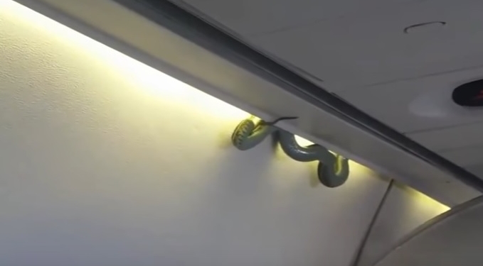 Змея в самолете. Пассажиры были не рады такому соседству – “зеленый змей” практически свалился им на голову