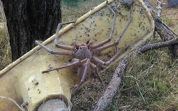 Бр-р-р-р. В Австралии обнаружен самый большой паук в мире