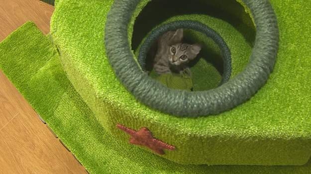 Все на войну? В РФ сделали танк для кошки