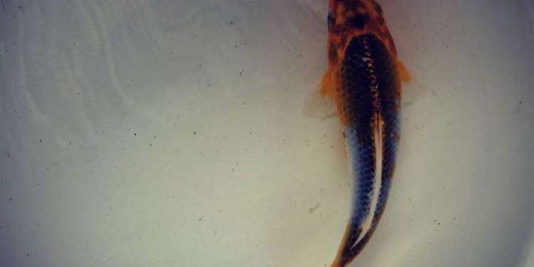 “Мертвый каток”. Японцы резко отреагировали на ледовое “рыбное кладбище”. Теперь рыбу “похоронят”