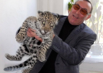 Кошки любят простор. Николаевским ягуарам и черным пантерам нужен летний дом