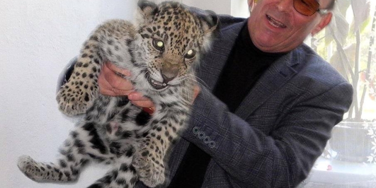 Кошки любят простор. Николаевским ягуарам и черным пантерам нужен летний дом