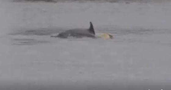 Дружба крепкая не сломается. Лабрадор подружился с дельфином, и им хорошо