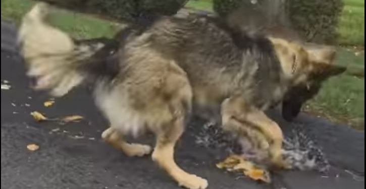 Водопроводчик – это призвание. Пес сам попытался остановить утечку воды