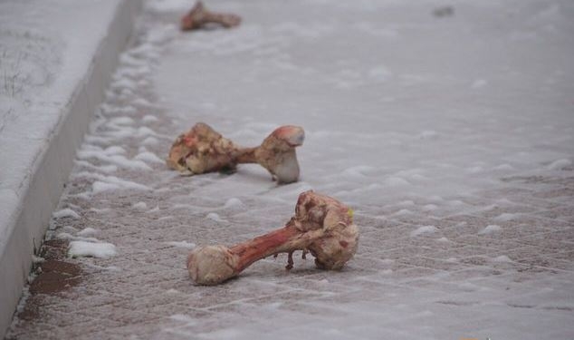 В Питере консульство Украины забросали костями