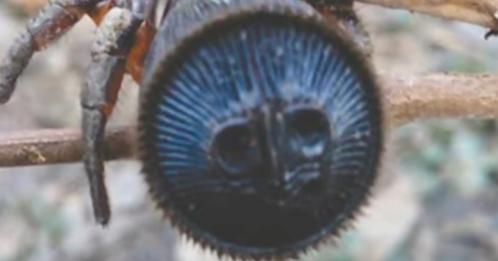 В Китае фермер поймал редчайшего паука с “печатным лицом”