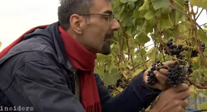 Британия осваивает виноделие. Неожиданный результат глобального потепления