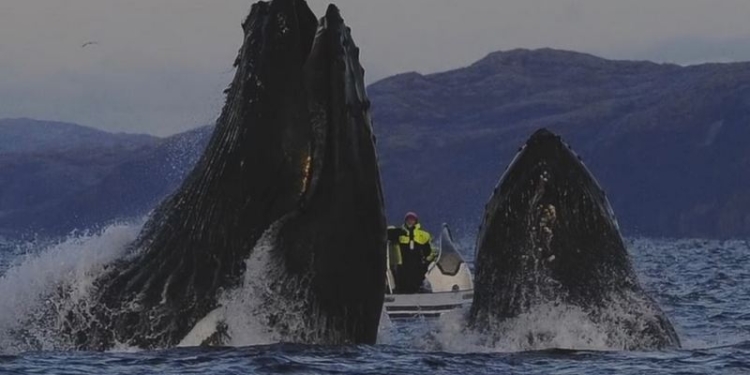 Кит чуть не проглотил оператора, который снимал касаток в Баренцевом море