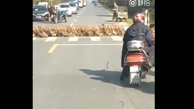 В Китае даже птицы дисциплинированные – 20 тыс. уток перешли дорогу по зебре