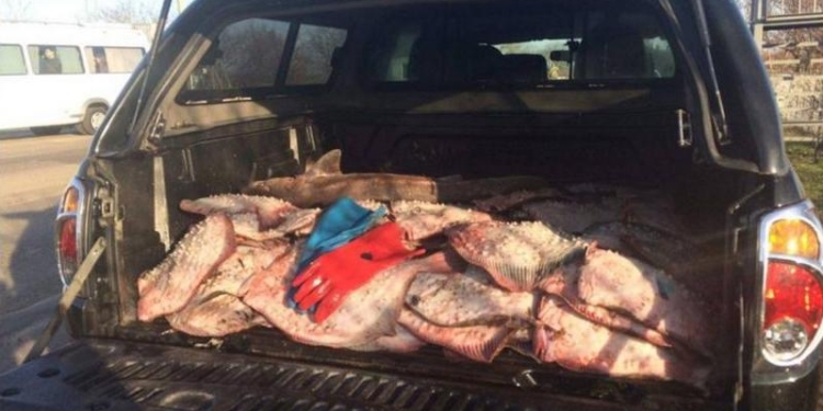 Солидный «улов»: одесские пограничники задержали браконьеров с 0,5 тонн калкана