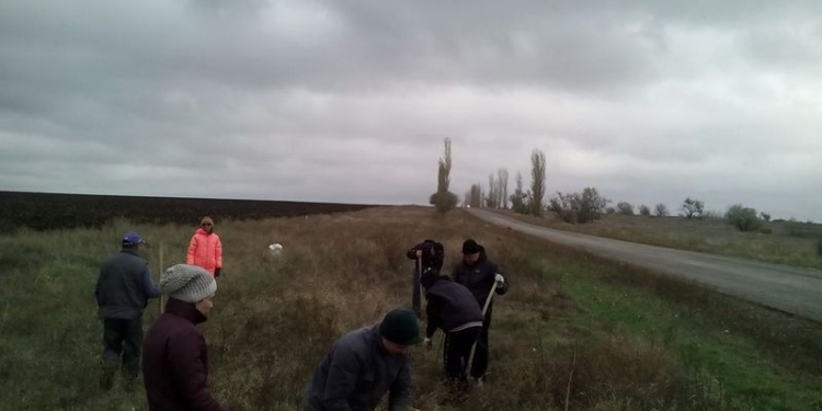 Чтобы дорогу на Матвеевку не заметало зимой: неравнодушные николаевцы высадили 60 саженцев