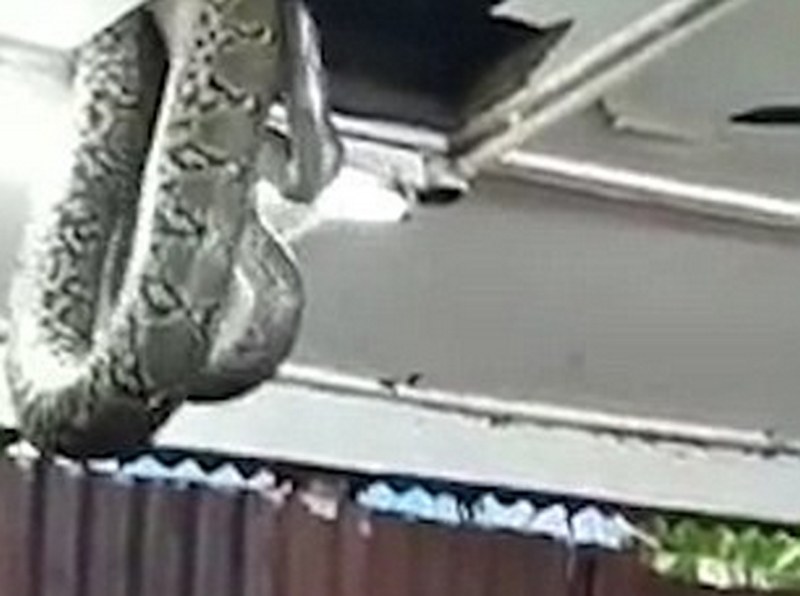 Ой, не хотелось бы оказаться там в этот момент: 20-футовая змея упала с потолка в ресторане 4