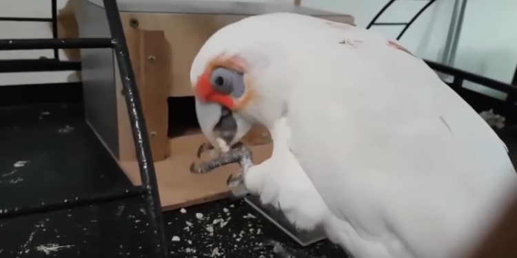 Он не дурак и с крепким клювом. Голодный попугай взломал хитроумную механическую кормушку