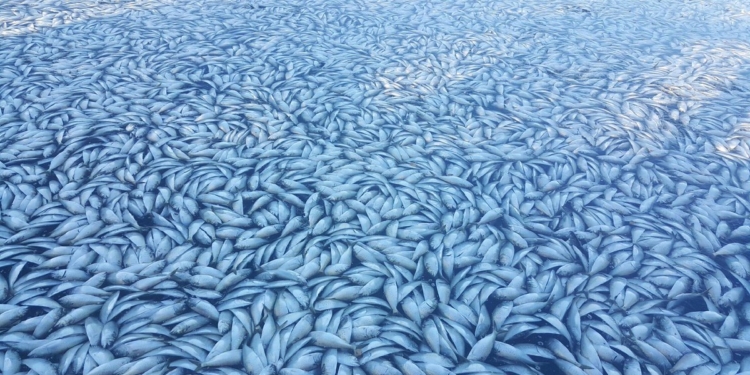 Жуть. Тонны мертвой рыбы в канале Нью-Йорка