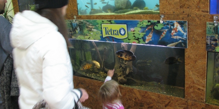 И обмен опытом, и соревнование: в Николаеве состоялся открытый конкурс юных аквариумистов