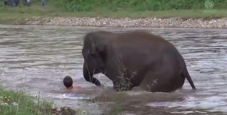 Слониха спасла человека, который спас ее год назад