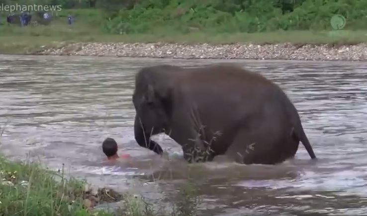 Слониха спасла человека, который спас ее год назад 1